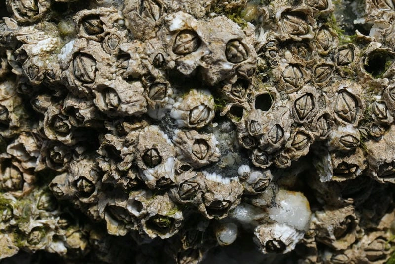 Hà biển wiki cung cấp kiến thức khoa học chi tiết