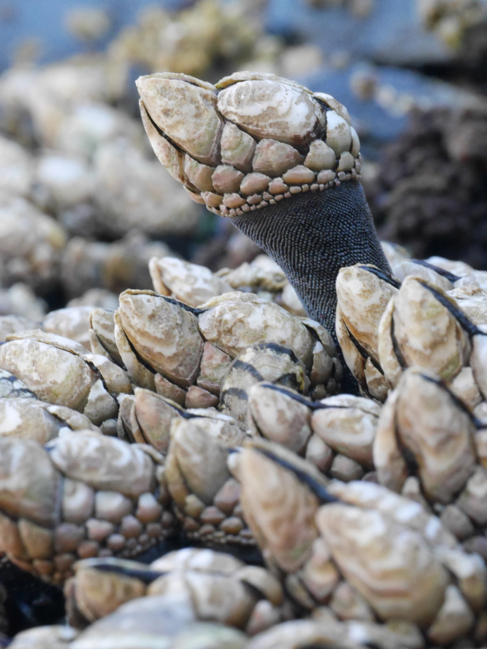 Ngón tay quỷ là tên gọi dân gian của hà cổ ngỗng