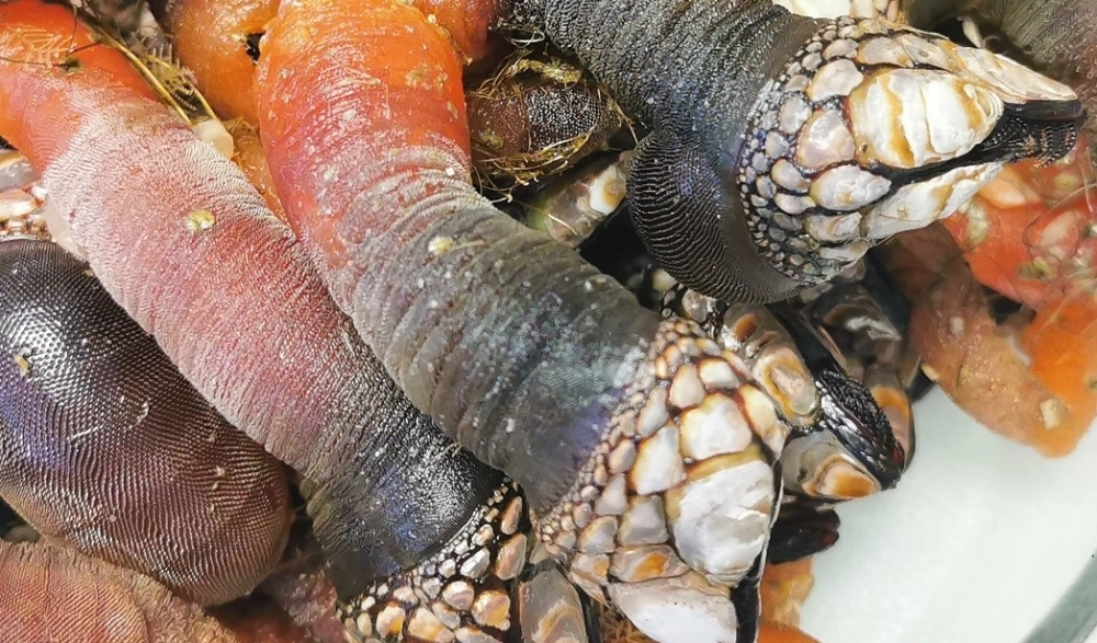 Hà cổ ngỗng có độc không là thắc mắc phổ biến