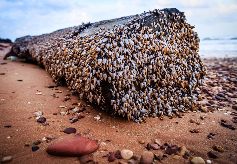 Hà cổ ngỗng tiếng anh là goose barnacle