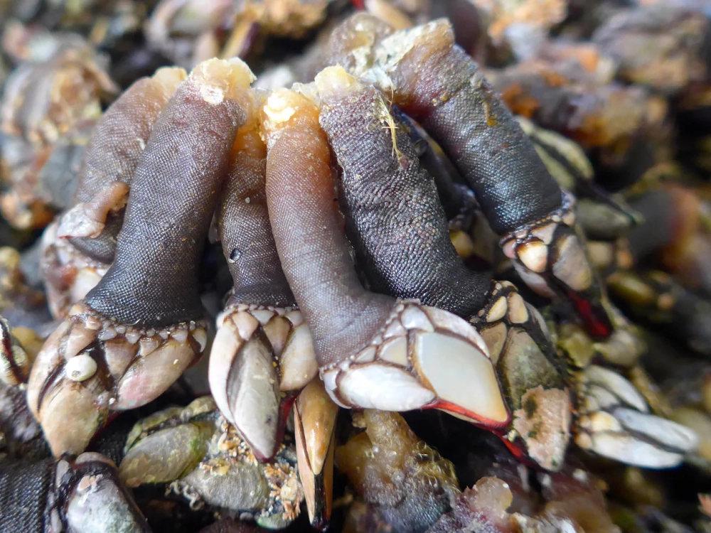 Kích thước hà cổ ngỗng vừa tay nhìn rất lạ