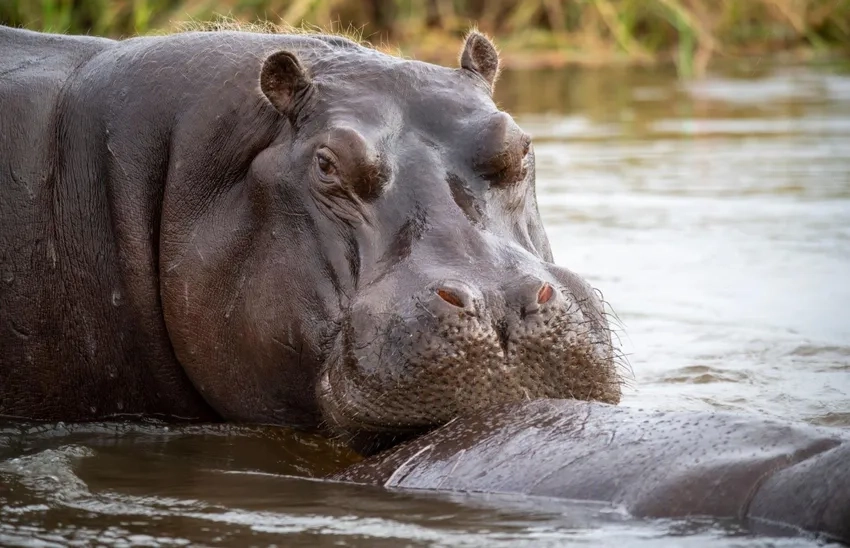 Ảnh con hà mã dưới nước cực dễ thương