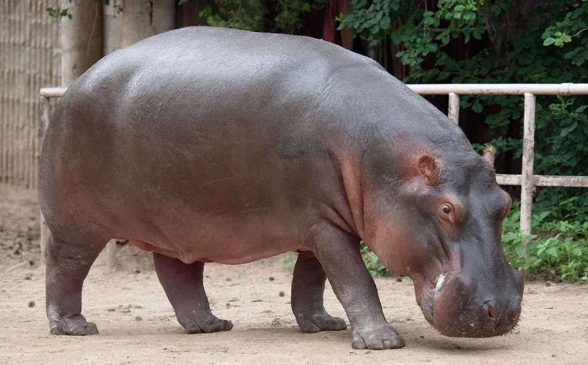 Hà mã trên cạn di chuyển chậm nhưng mạnh mẽ