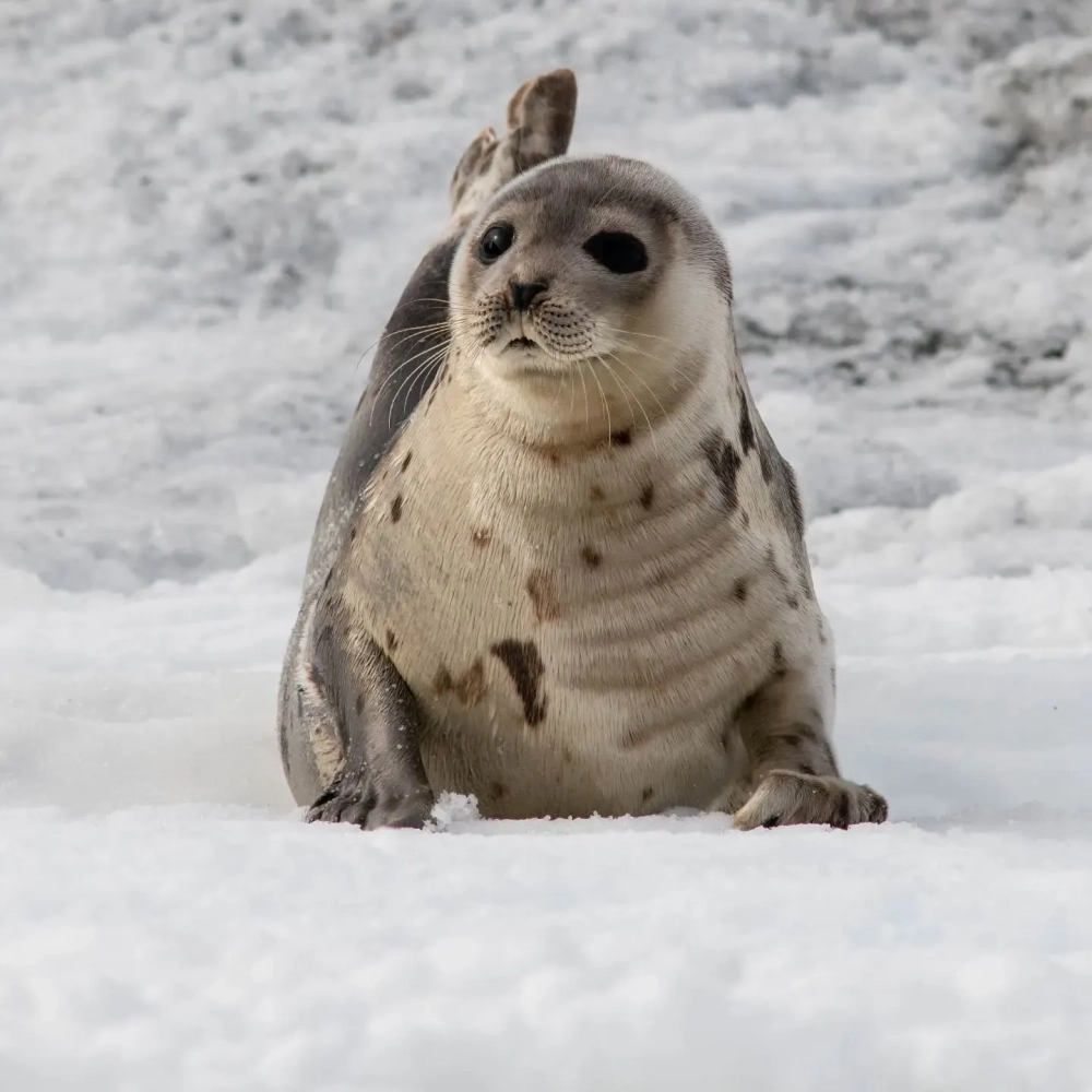 Khám phá hải cẩu ăn gì qua khoảnh khắc săn mồi
