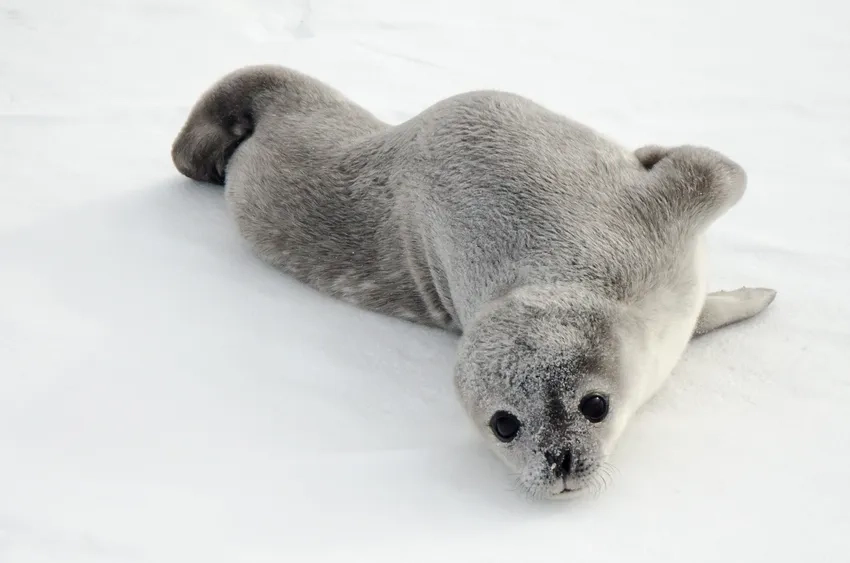 Hình ảnh hải cẩu khổng lồ gây ấn tượng mạnh