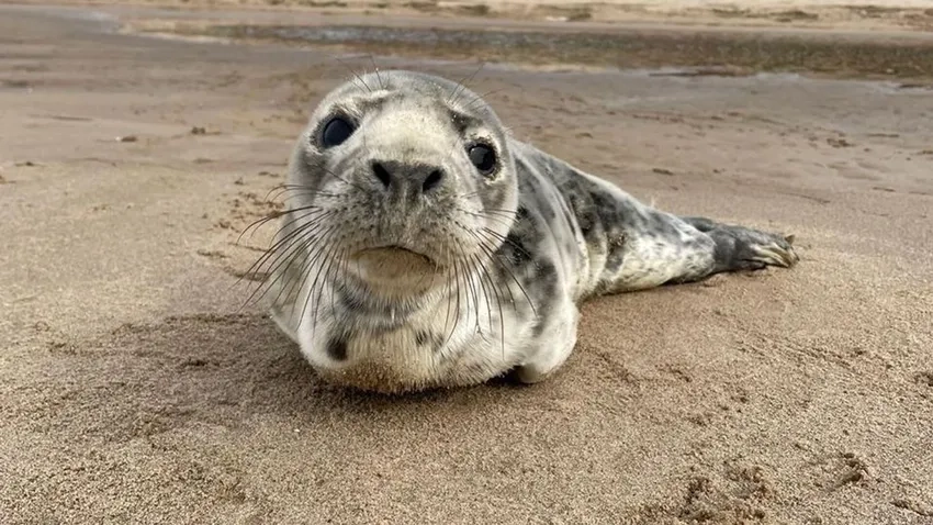 Cuộc sống hải cẩu Bắc Cực giữa vùng băng giá