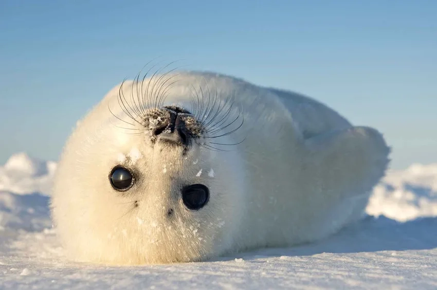 Đặc điểm hải cẩu chân quạt qua chuyển động bơi