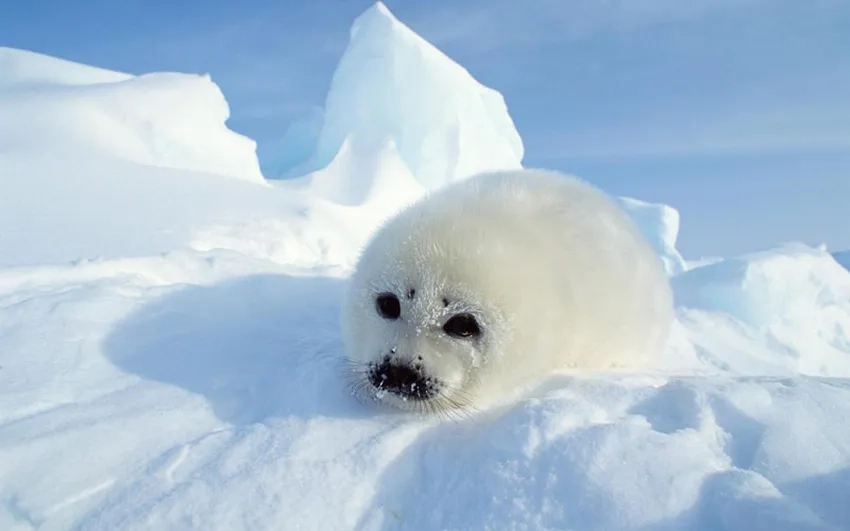 So sánh hải cẩu và sư tử biển qua hình ảnh