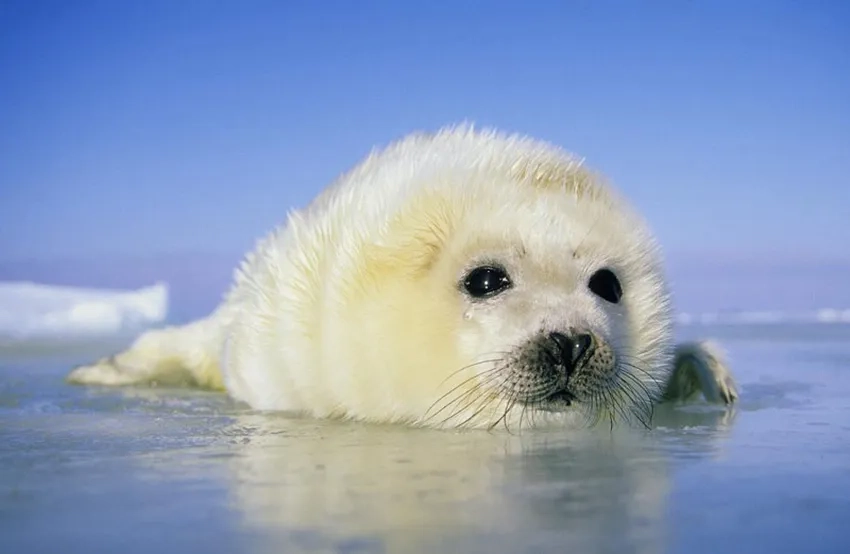 Thông tin hiếm về hải cẩu Vooc trong tự nhiên