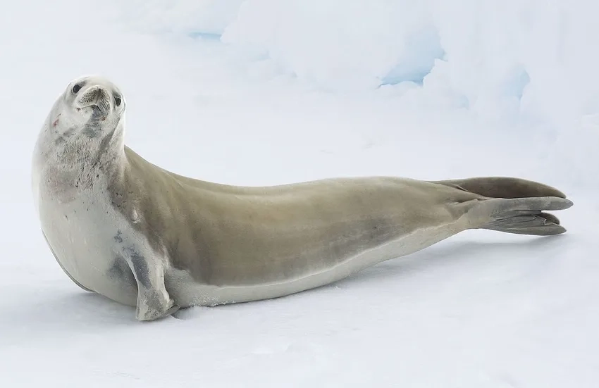 Túi mũi độc đáo của hải cẩu Hooded seal