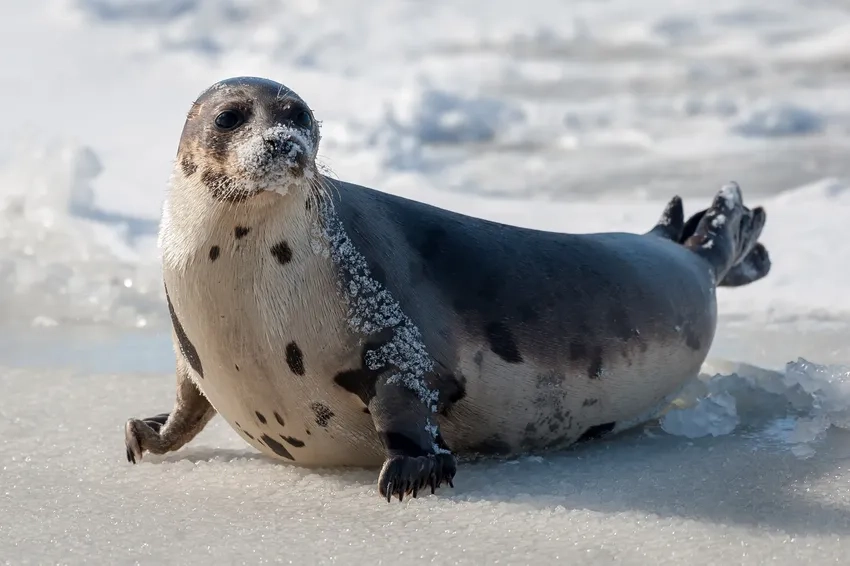 Loài hiếm hải cẩu Saimaa ringed seal ở Phần Lan
