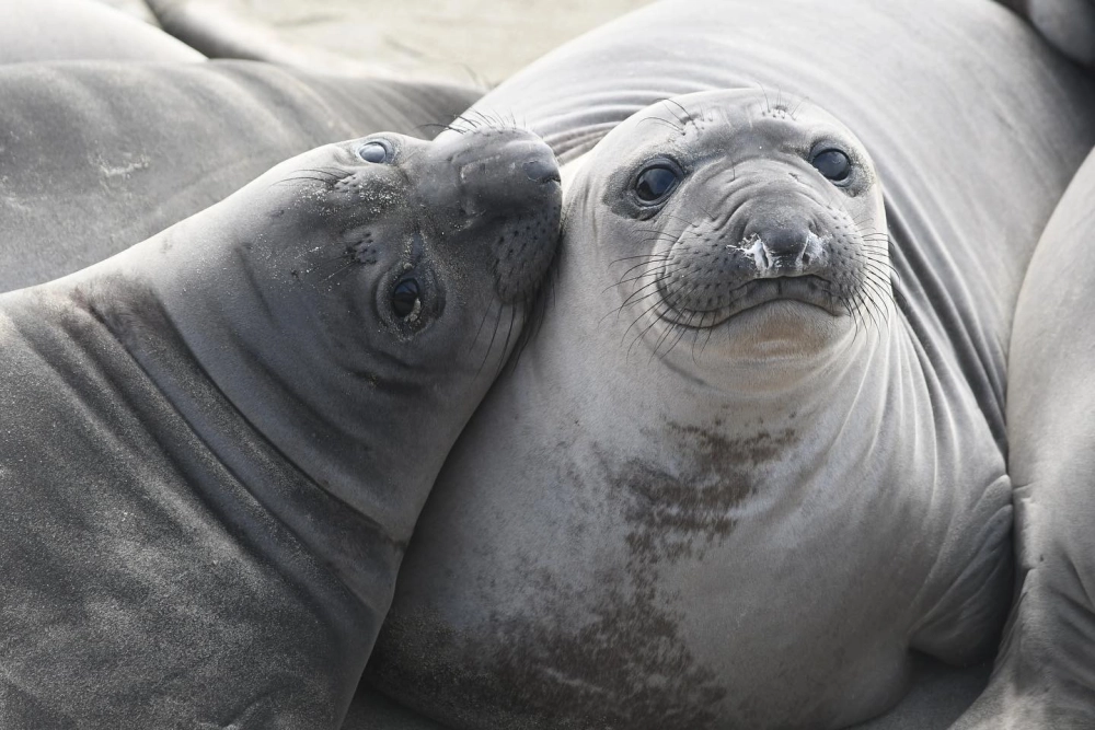 Chú hải cẩu xám nằm sưởi nắng trên bãi cát vàng