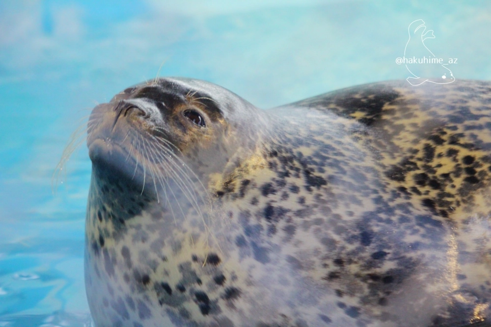 Hải cẩu lông mao quý hiếm giữa quần đảo xa xôi