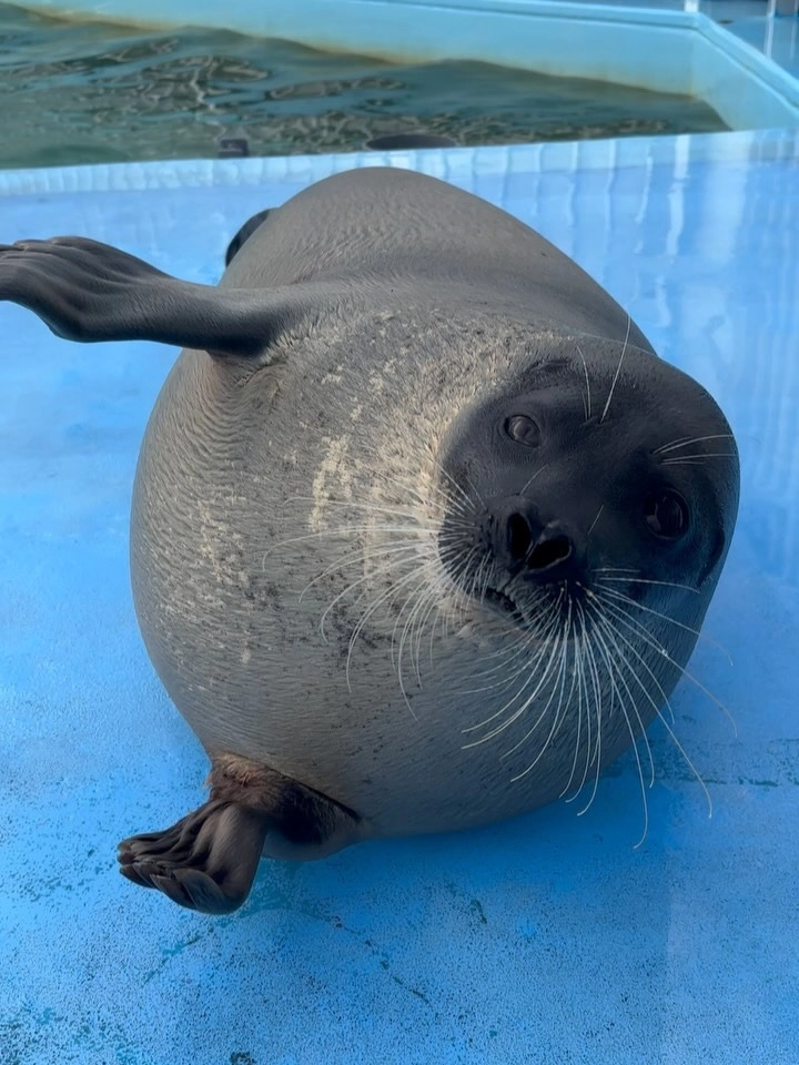 Hình ảnh hải cẩu thực hiện tư thế yoga trên cát