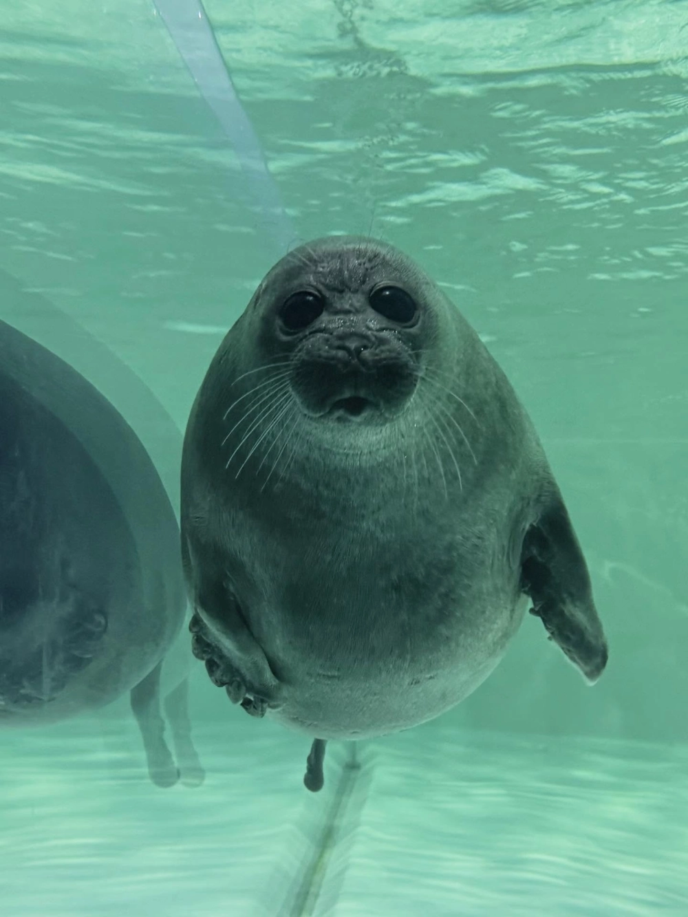 Nhóm hải cẩu nằm phơi mình dưới ánh hoàng hôn