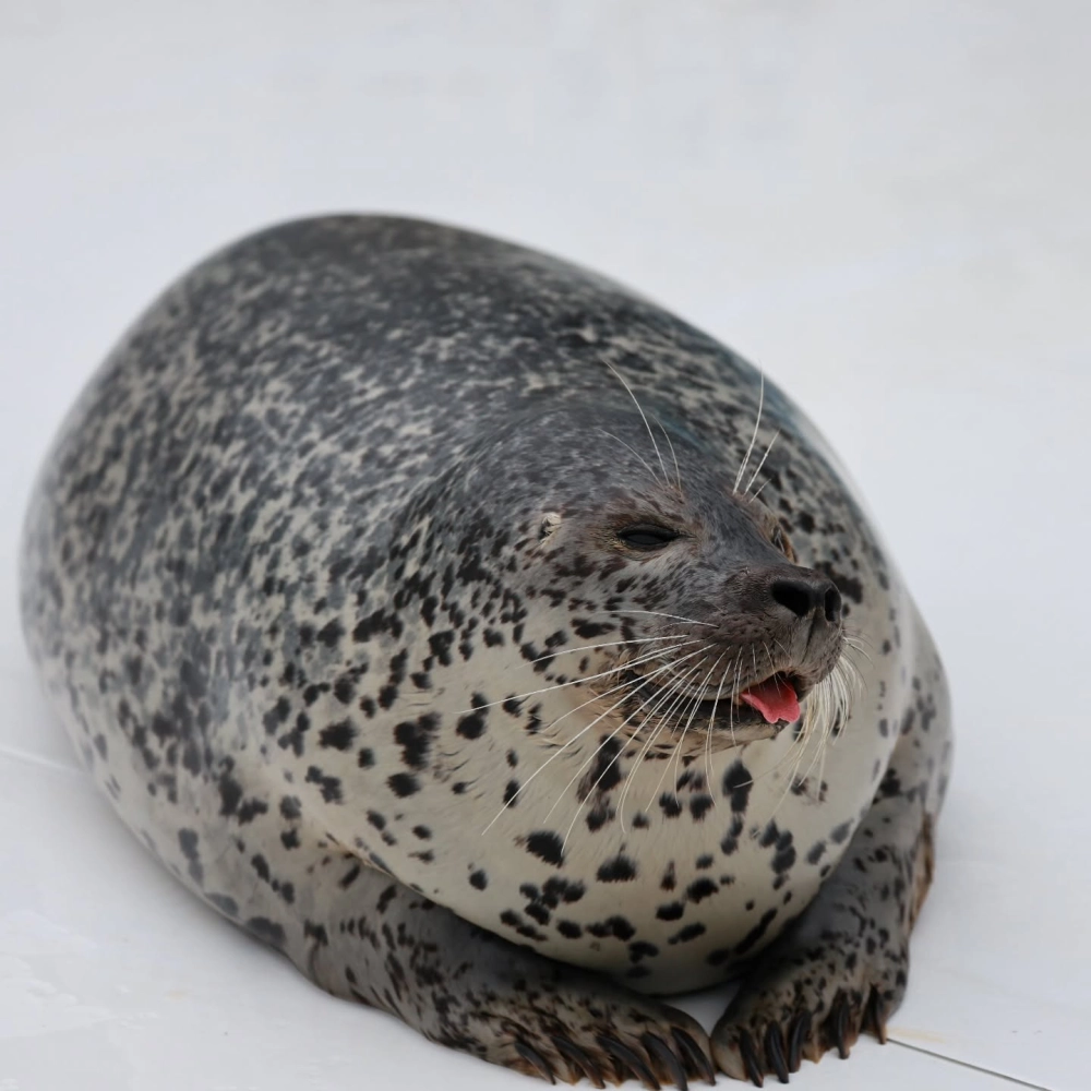 Hình ảnh hải cẩu vỗ tay vô cùng ngộ nghĩnh