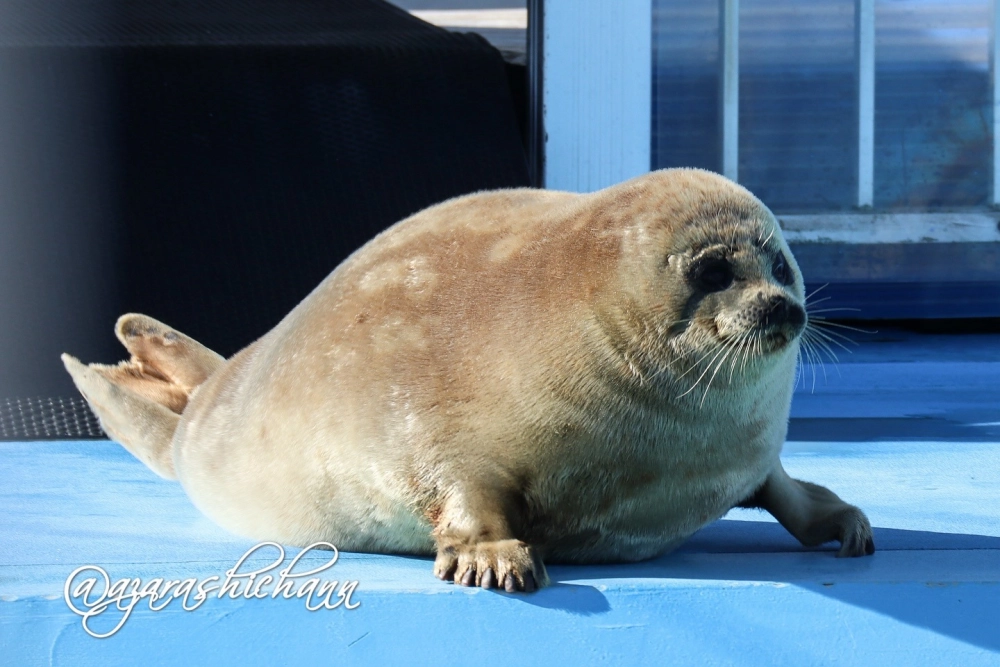 Hải cẩu lặn sâu khám phá hệ sinh thái rạn san hô