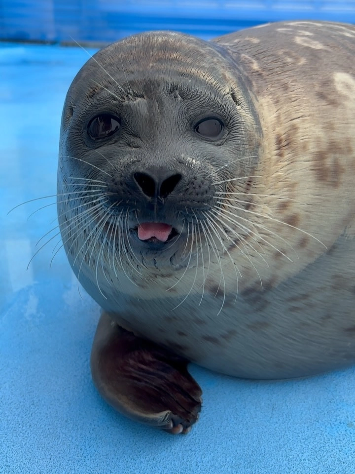 Đôi mắt long lanh của chú hải cẩu con dưới nắng