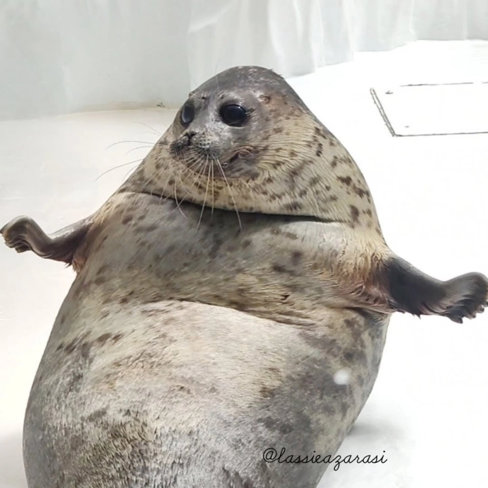 Hình ảnh hải cẩu vượt qua những con sóng lớn