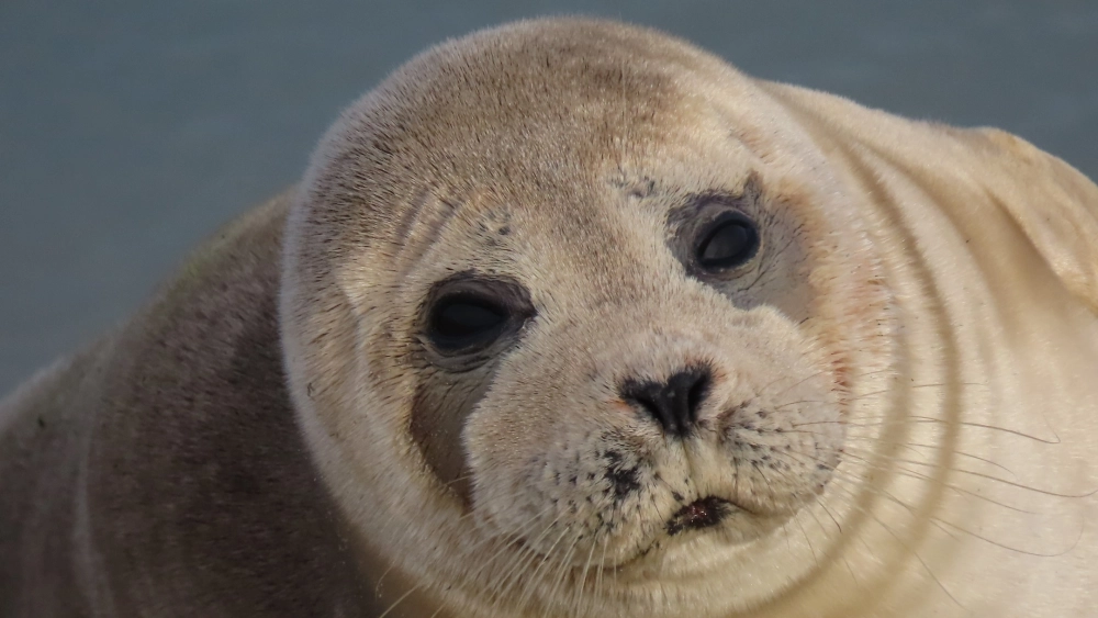 Khoảnh khắc hải cẩu săn mồi trong lòng đại dương