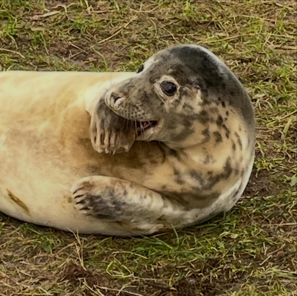 Hải cẩu mẹ chăm sóc con non trên nền băng tuyết