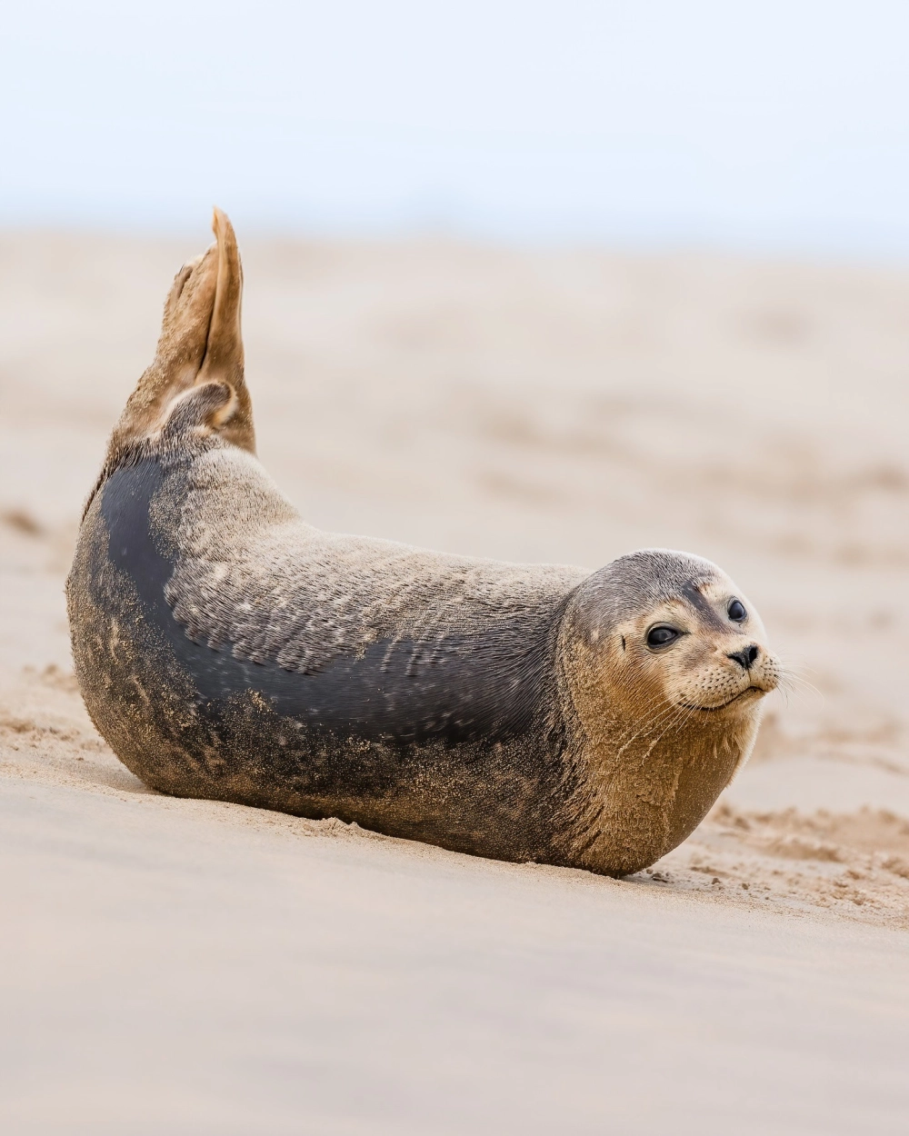 Cận cảnh khuôn mặt đáng yêu của loài hải cẩu voi