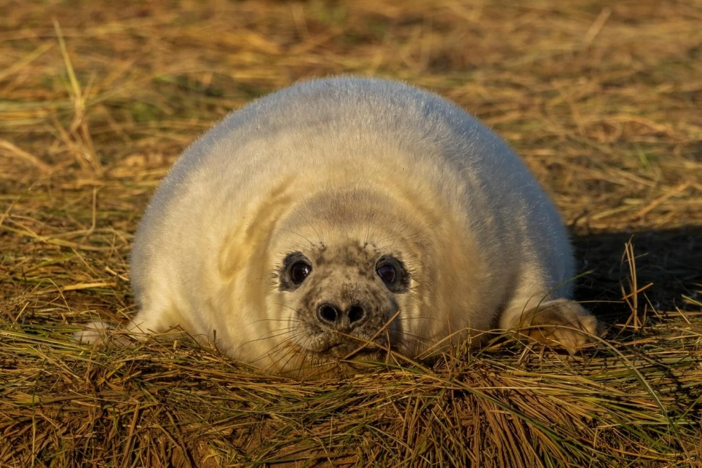 Hình ảnh hải cẩu con lông trắng muốt trên tuyết