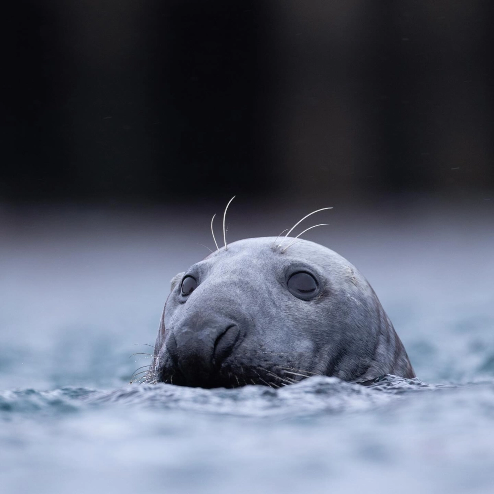 Hải cẩu con tò mò nhìn vào ống kính máy ảnh