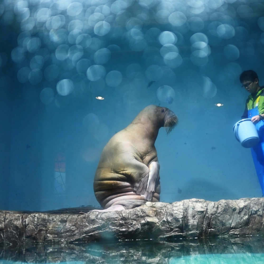 Hải mã vảy rồng với hình dáng kỳ lạ đầy cuốn hút