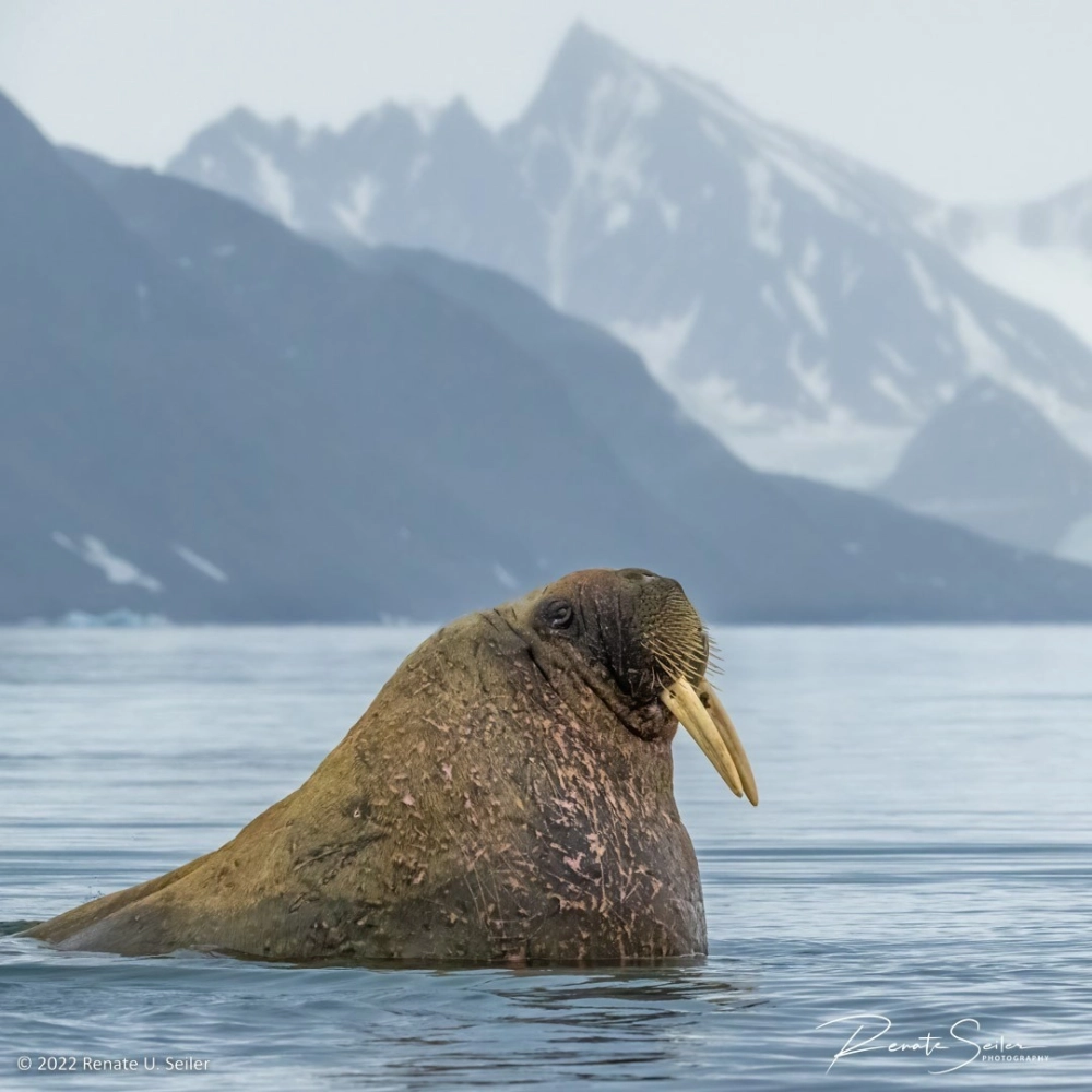 Hải mã lùn cực hiếm ẩn náu trên rạn san hô mềm