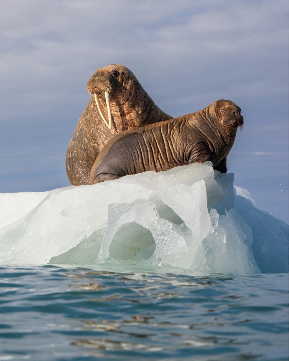 Chú hải mã vàng lấp lánh dưới ánh nắng xuyên qua mặt nước