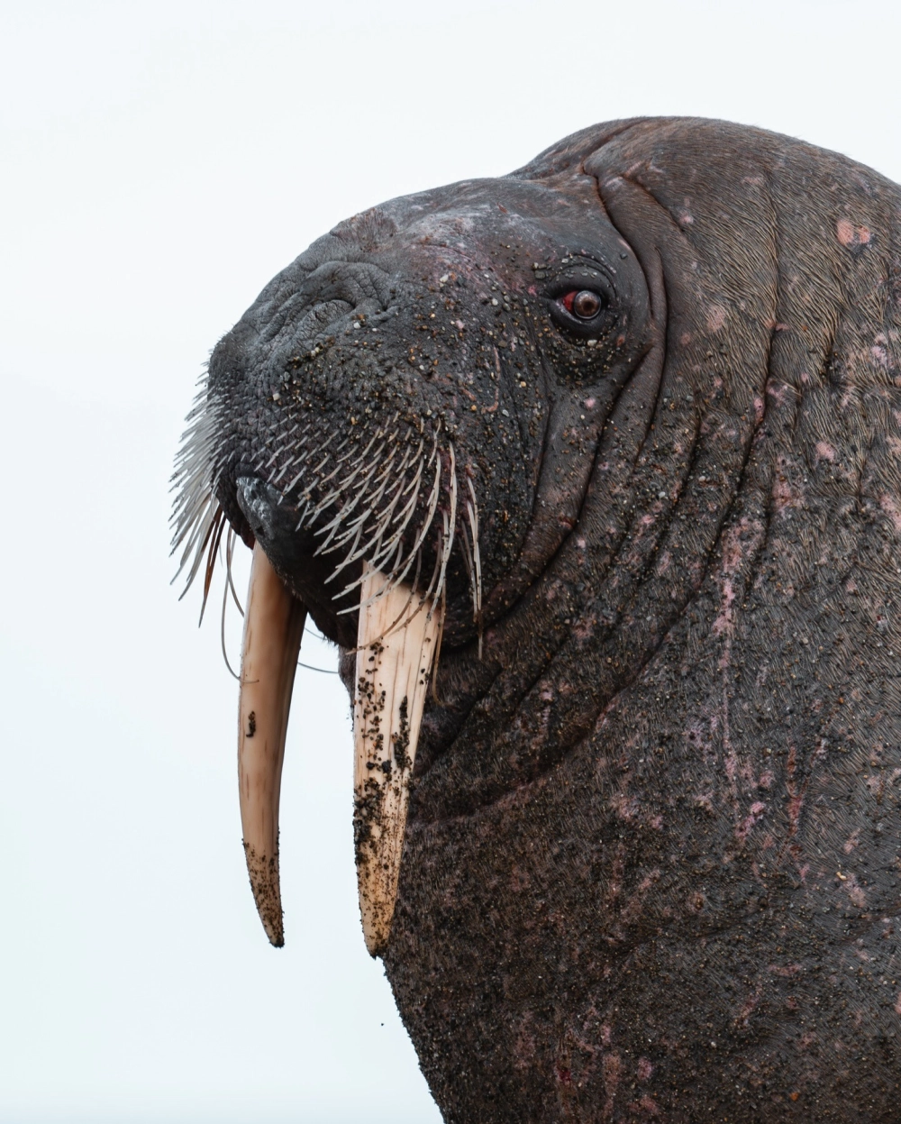 Bóng dáng hải mã đen mờ ảo trong ánh sáng mờ của đại dương