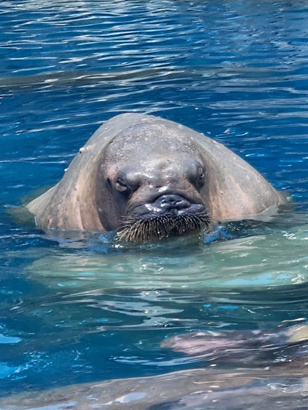 Vẻ đẹp đối xứng của hai chú hải mã đối đầu nhau