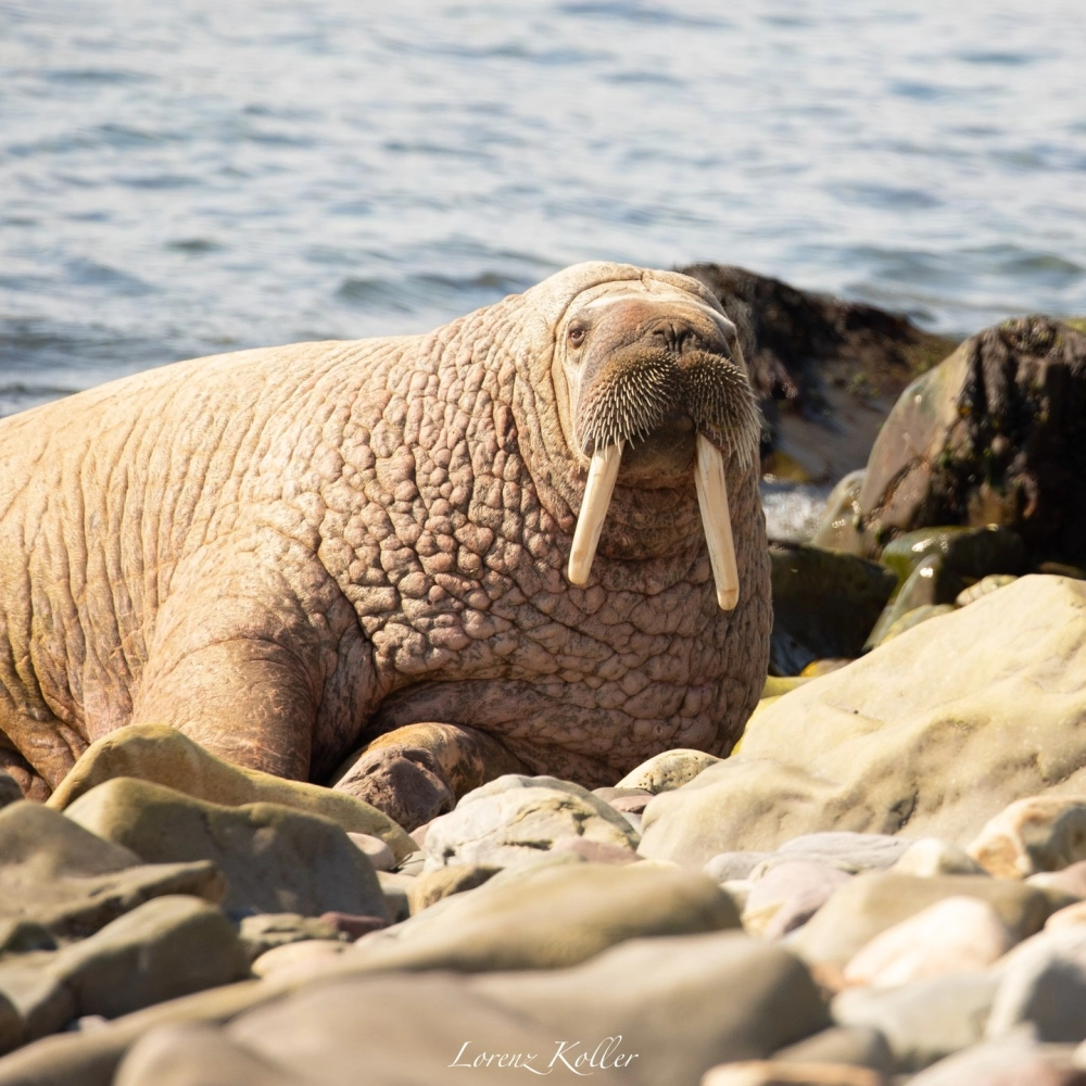 Hải mã gai bám chặt vào nhánh thủy tùng đỏ thẫm