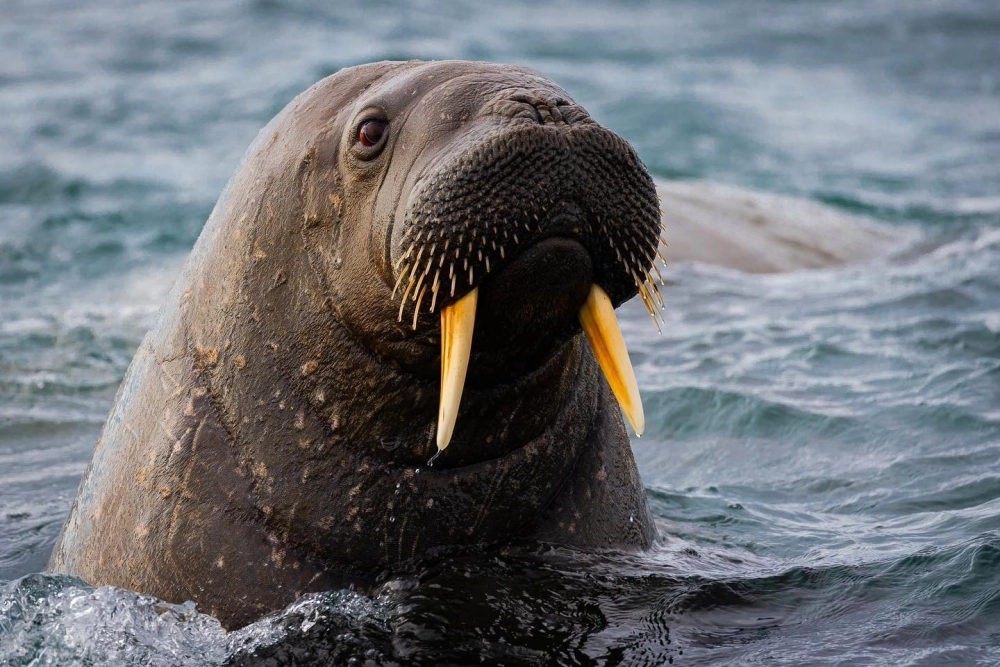 Nghệ thuật nhiếp ảnh macro bắt trọn chi tiết da của hải mã