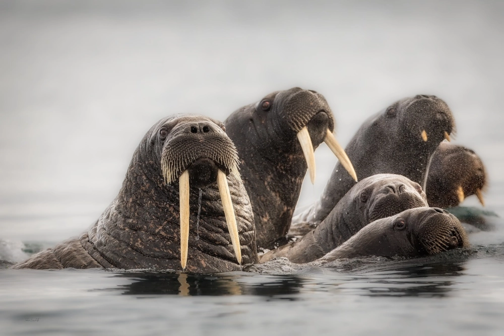 Cặp hải mã quấn đuôi vào nhau trong điệu nhảy dưới nước