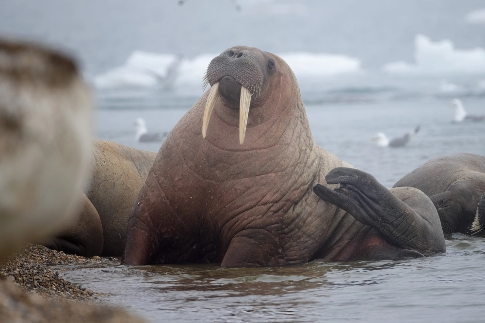 Cận cảnh đôi mắt tinh anh của loài hải mã đỏ rực