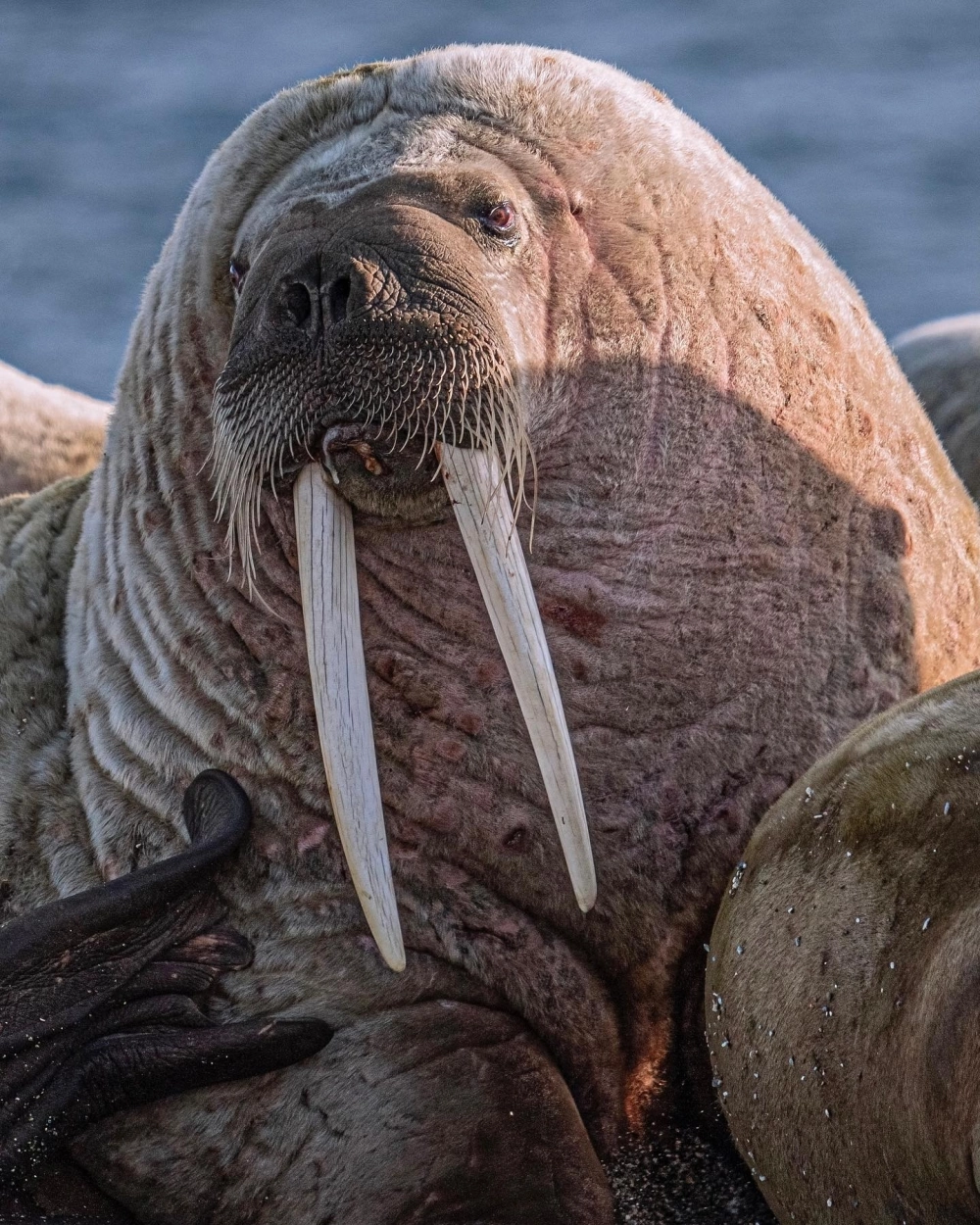 Hải mã nhỏ nhắn ẩn mình trong bụi rong biển xanh mướt