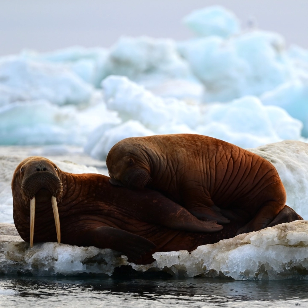 Khoảnh khắc hải mã săn mồi giữa những kẽ đá ngầm