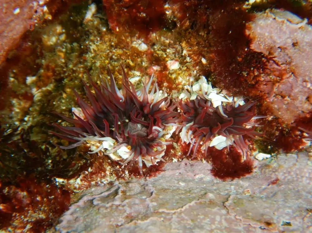 Hình ảnh hải quỳ phát sáng kỳ ảo trong môi trường thiếu sáng