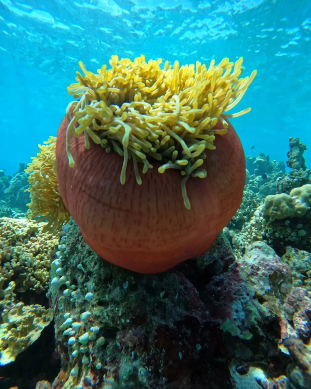 Hình ảnh hải quỳ và cá hề hòa quyện trong làn nước trong xanh