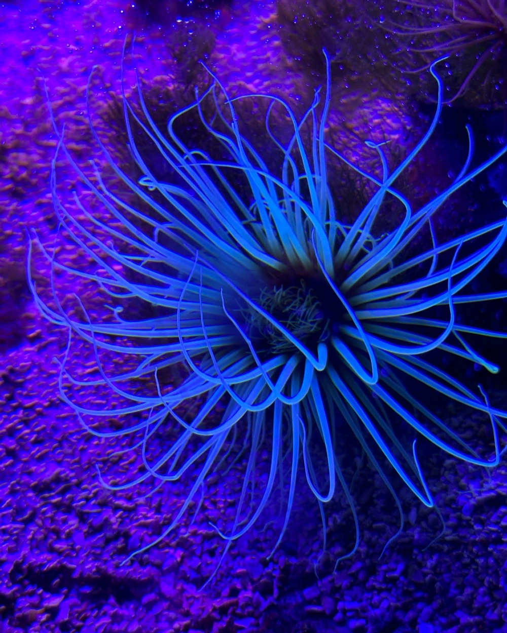 Hải quỳ và cá hề hình ảnh tương tác thân thiện trong rặng san hô