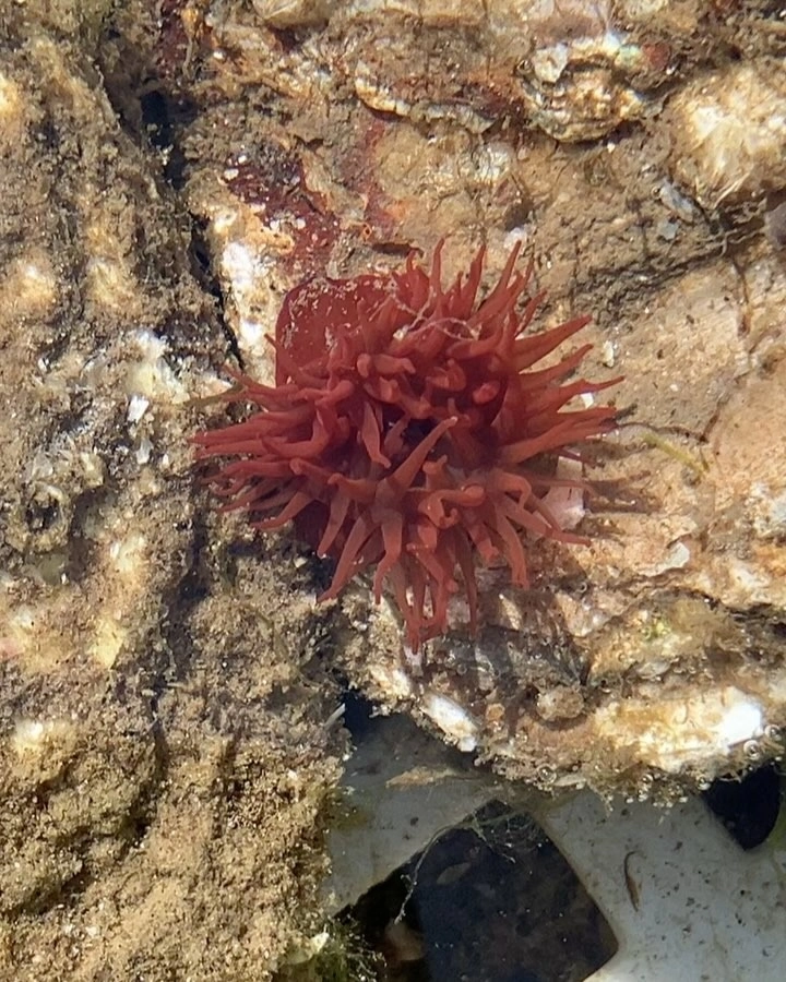 Cận cảnh miệng hải quỳ đang mở rộng để hấp thụ thức ăn