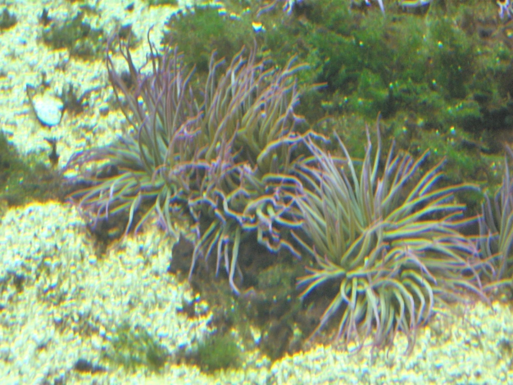 Hải quỳ dưới đáy biển Thái Bình Dương với kích thước khổng lồ