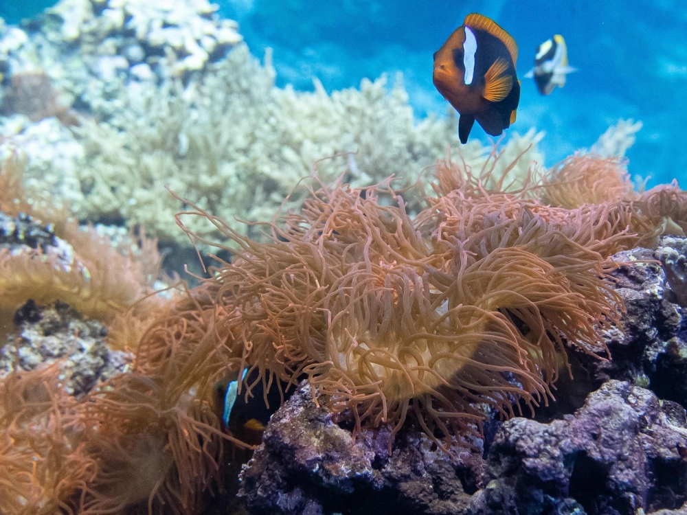 Kỹ thuật nuôi hải quỳ trong bể cá cảnh cho người mới bắt đầu