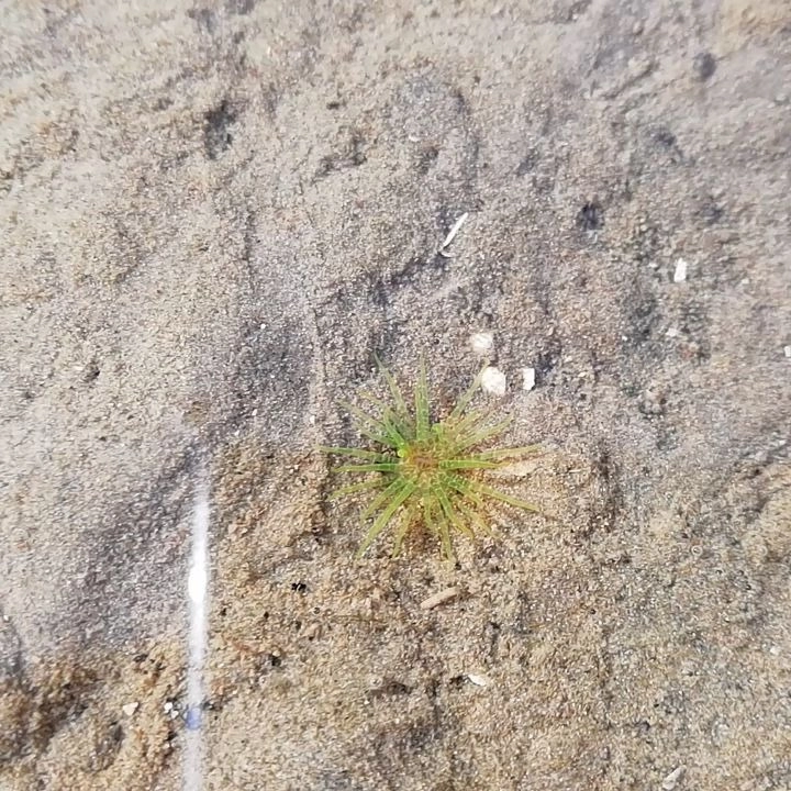 Hải quỳ bám trên đá kiên cố giữa dòng hải lưu mạnh