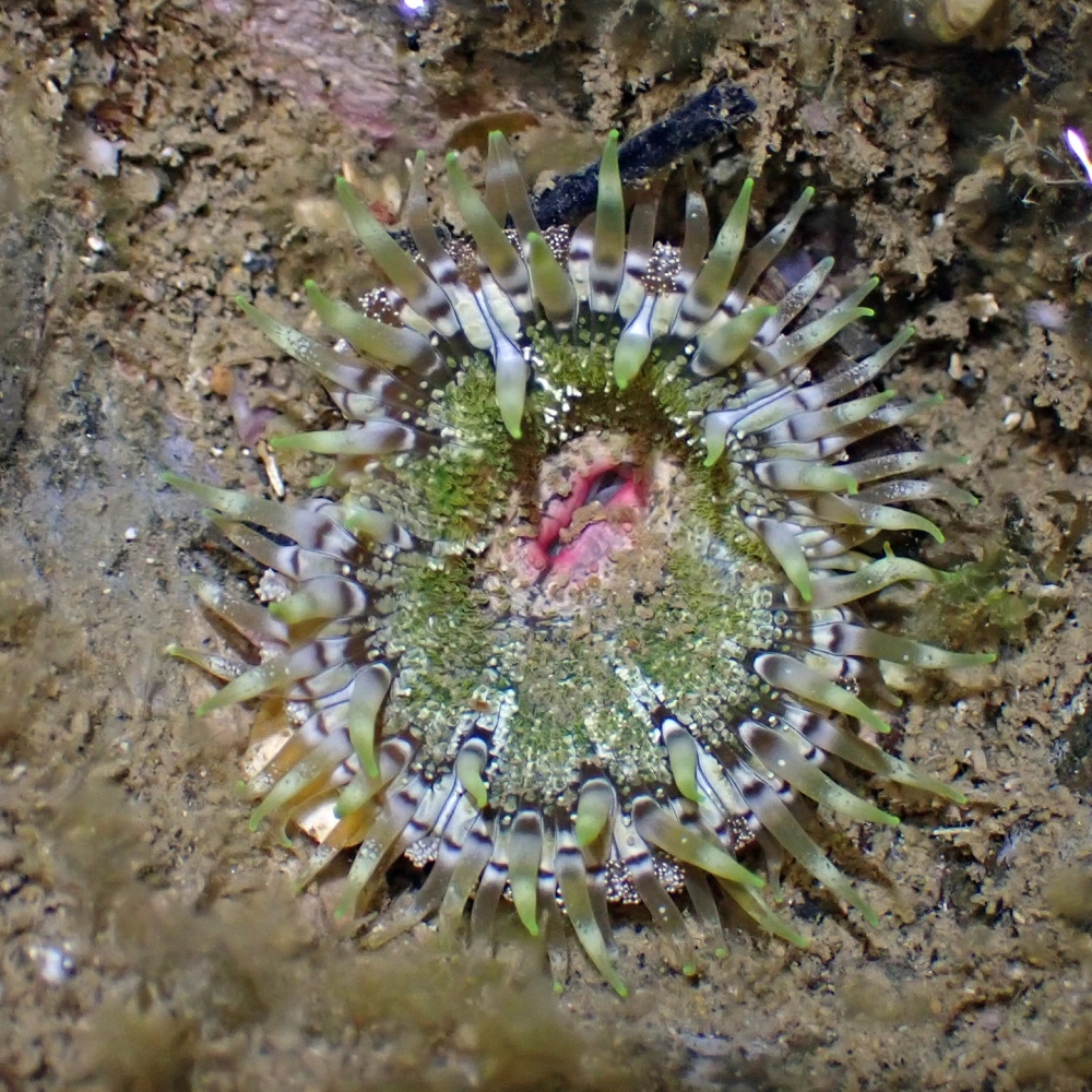 Hải quỳ xanh lấp lánh dưới ánh sáng đèn của thợ lặn