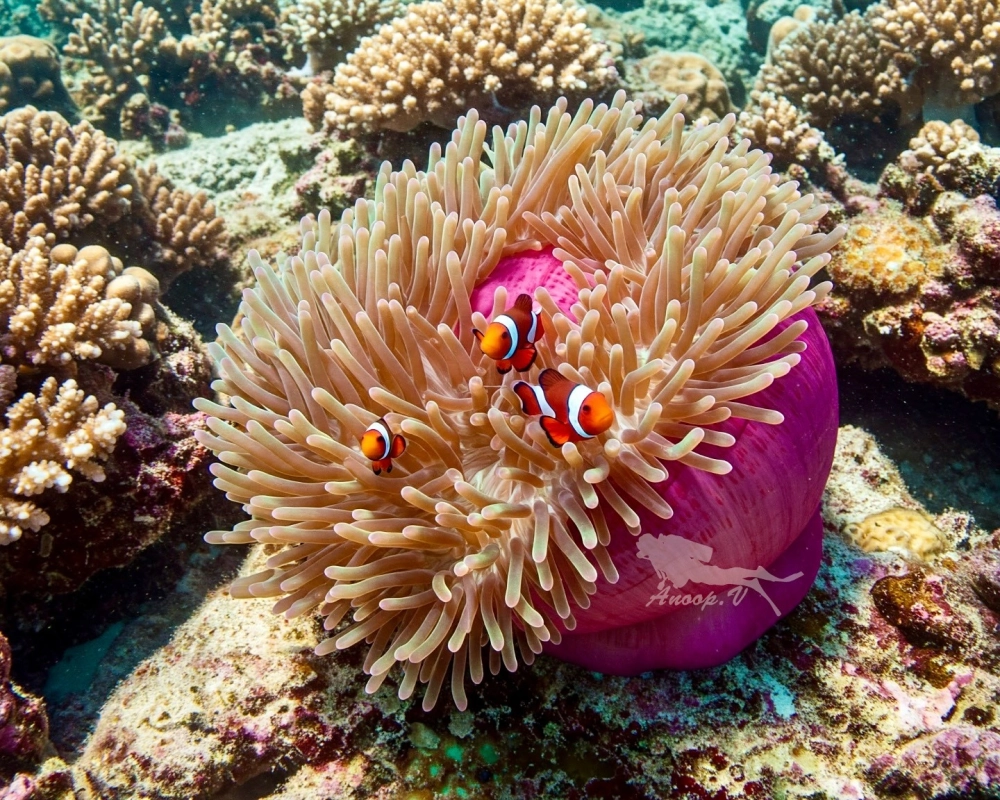 Hải quỳ hồng rực rỡ bám trên vách đá sâu dưới đáy biển