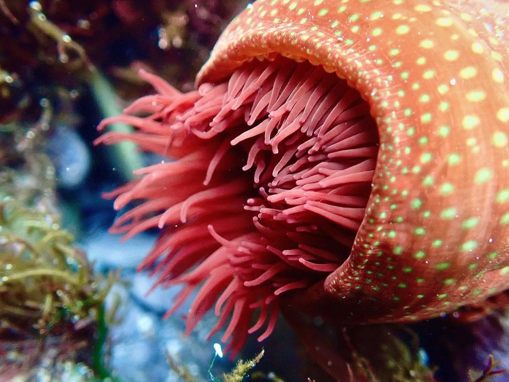 Những loại hải quỳ đẹp nhất thế giới khoe sắc dưới lòng đại dương