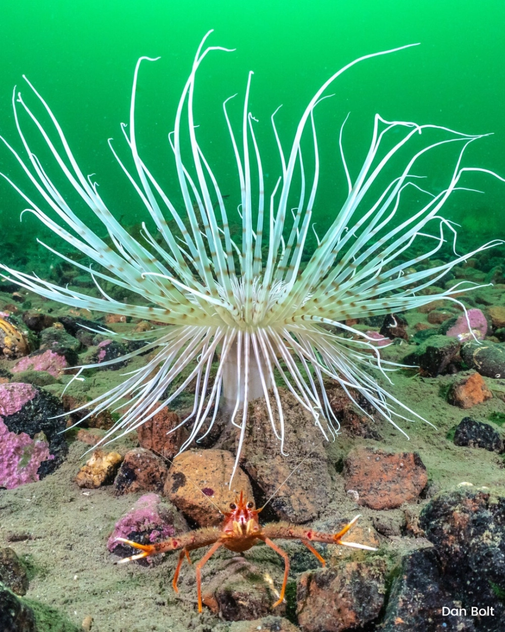 Cận cảnh cấu tạo hải quỳ với các xúc tu chứa tế bào gai